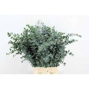 EUC GU AZURA 055CM