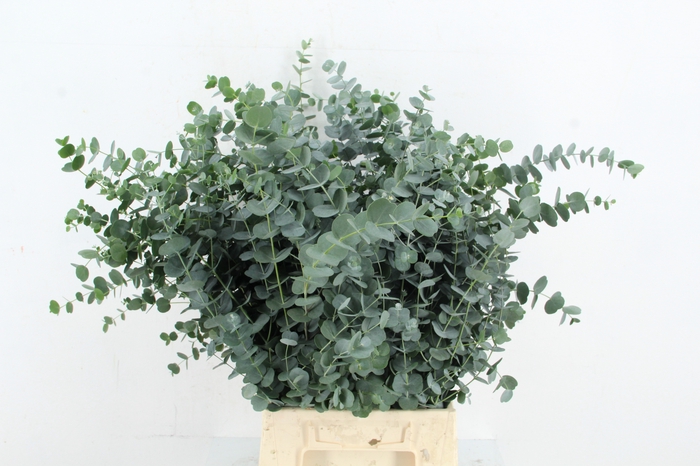 <h4>EUC GU AZURA 055CM</h4>