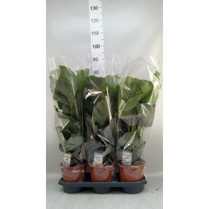 Calathea orbifolia