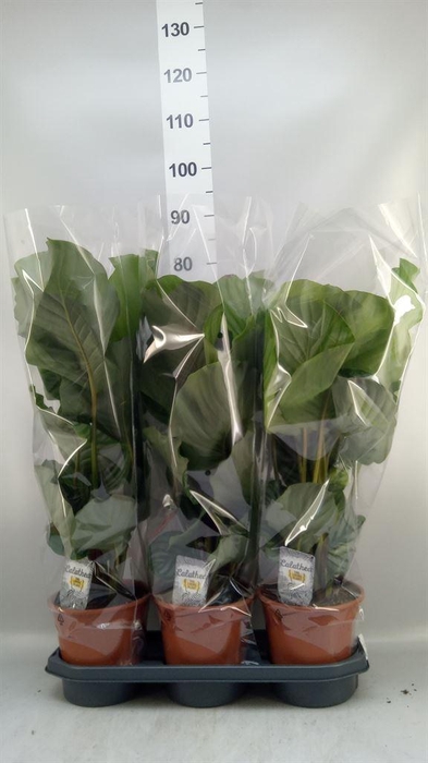 <h4>Calathea orbifolia</h4>