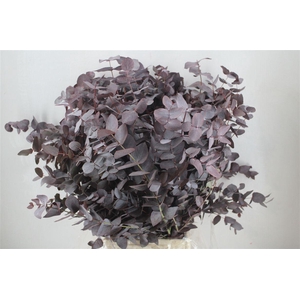 Euca Cinerea Red Abs P Bunch