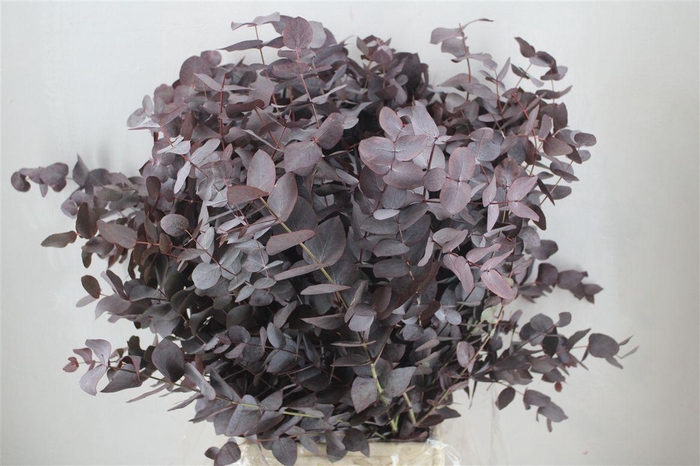 <h4>Euca Cinerea Red Abs P Bunch</h4>