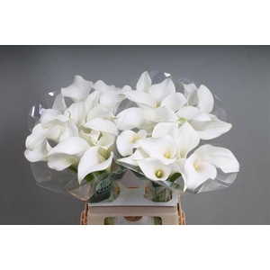 Calla White Present