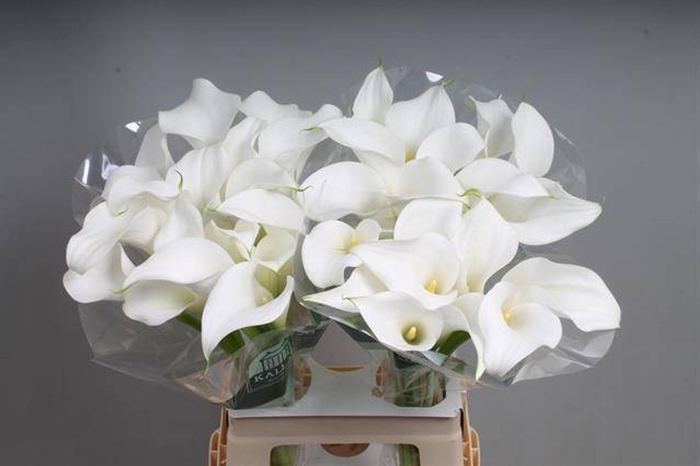 <h4>Calla White Present</h4>