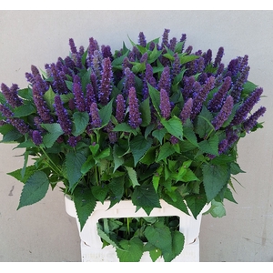 AGASTACHE OV