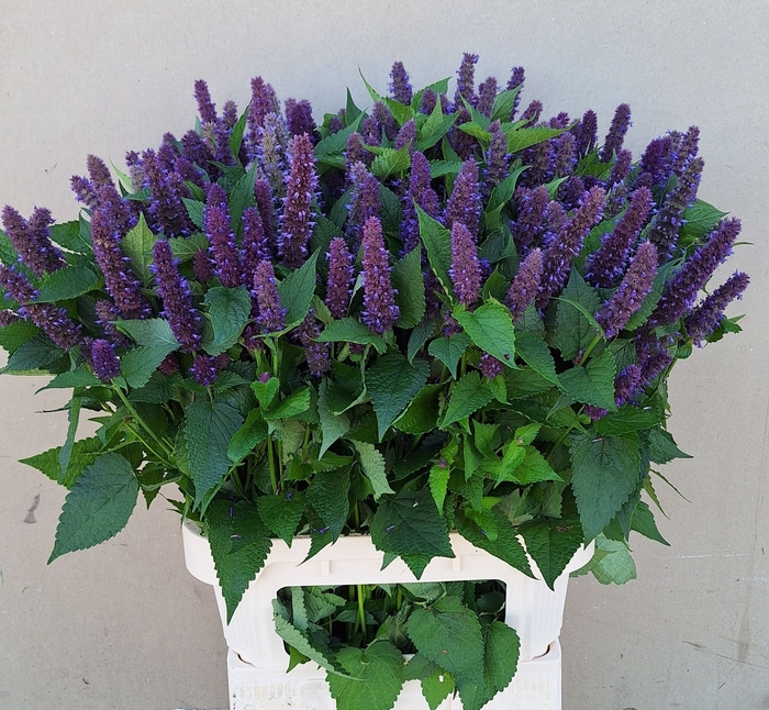 <h4>AGASTACHE OV</h4>