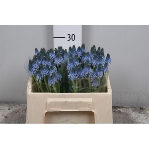 Muscari Carola
