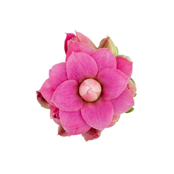 <h4>Kalanchoe Audrey</h4>