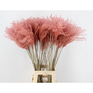 DF Miscanthus 90cm L.Pink
