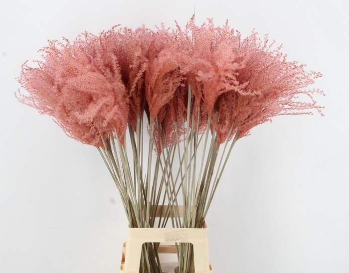 <h4>DF Miscanthus 90cm L.Pink</h4>