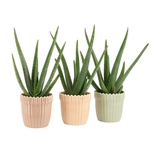 7502566: Solutionss Contradiction