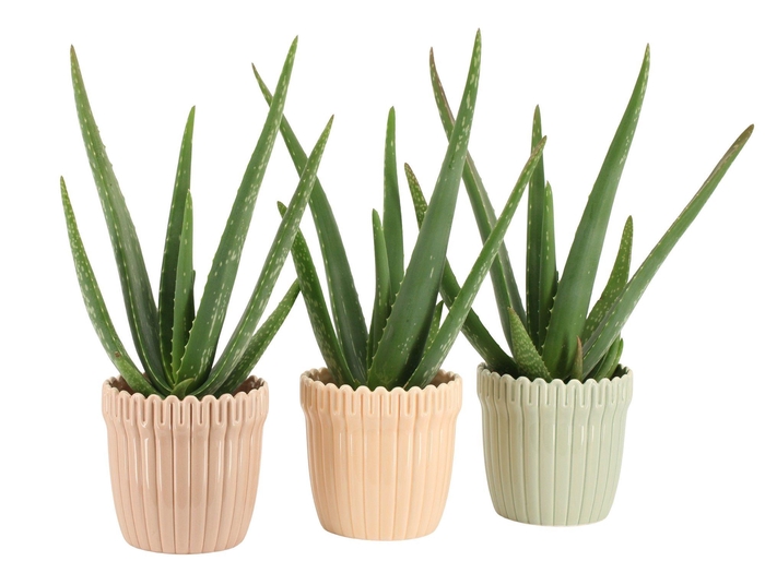 <h4>7502566: Solutionss Contradiction Aloe Vera</h4>