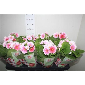 Prim Ob Tm Red White