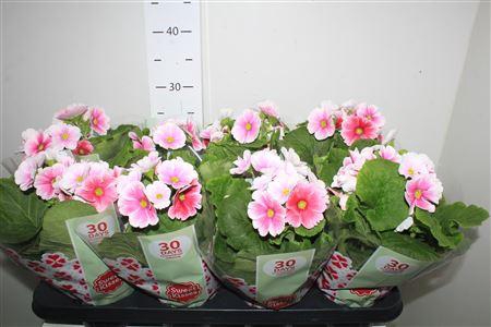 <h4>Prim Ob Tm Red White</h4>