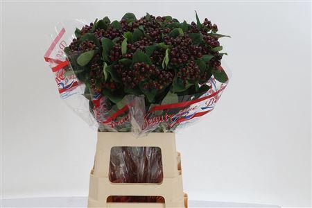 <h4>Hyp Globo Burgundy</h4>