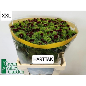 Di Barbatus Black Cherry Green Valley