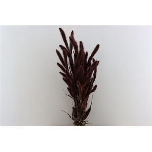 Dried Setaria X5 Brown Bunch