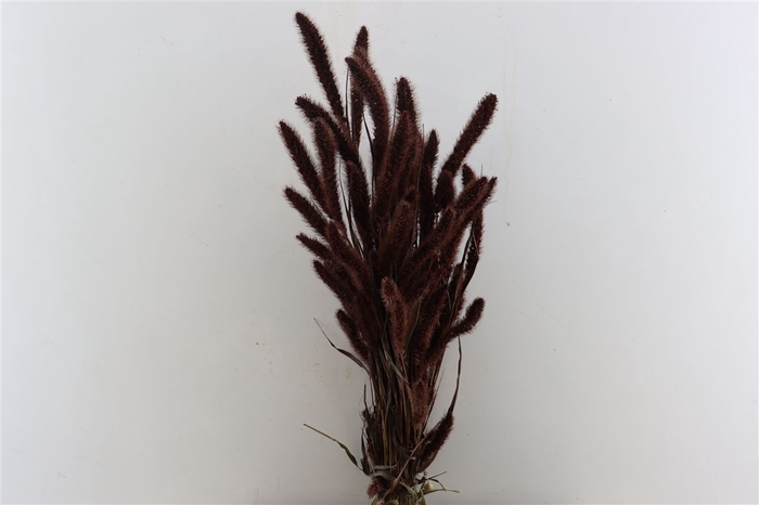 <h4>Dried Setaria X5 Brown Bunch</h4>