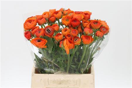 <h4>Ran Giga Orange</h4>