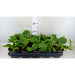 Epipremnum pinn. 'Aureum'