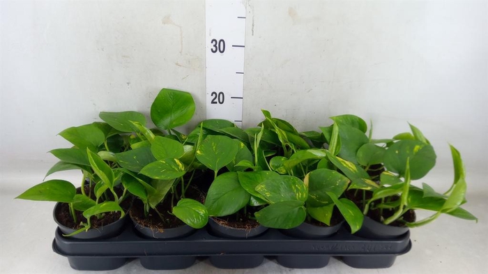 <h4>Epipremnum pinn. 'Aureum'</h4>