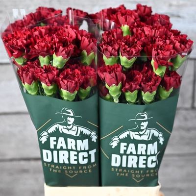<h4>Dianthus ST 'Zurigo'</h4>