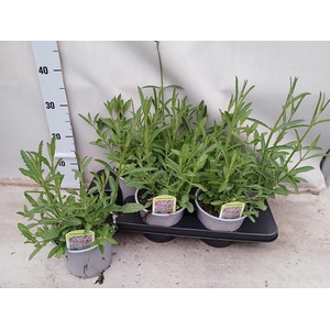 VERBE BONARIENSIS