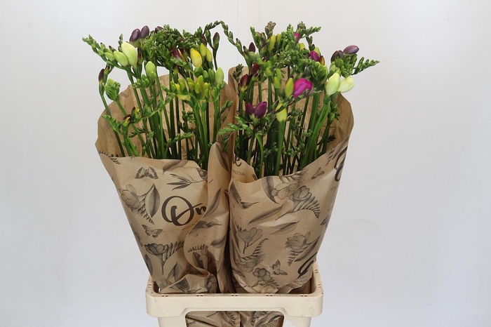 <h4>Freesia One XXL Mixed</h4>