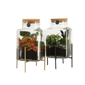 90836: Terrarium arrangement