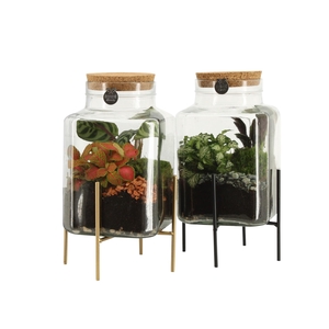 90836: Terrarium arrangement