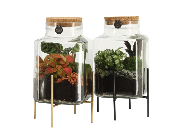 <h4>90836: Terrarium arrangement</h4>