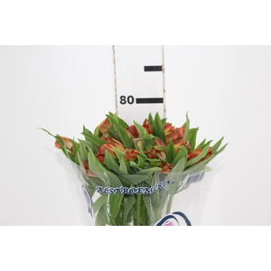ALSTROEMERIA CINNAMON 080 CM