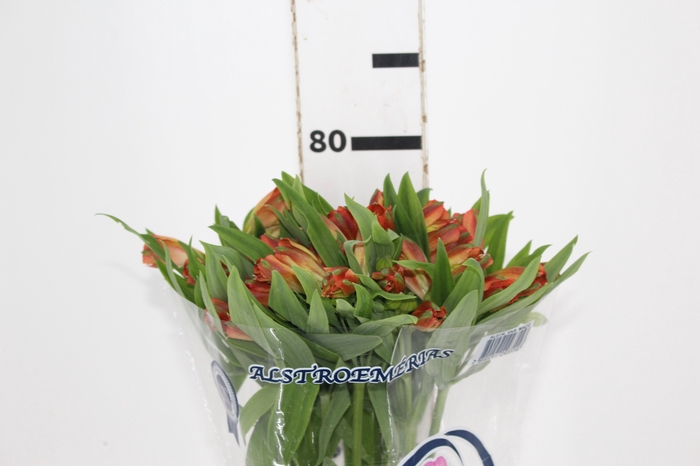 <h4>ALSTROEMERIA CINNAMON 080 CM</h4>