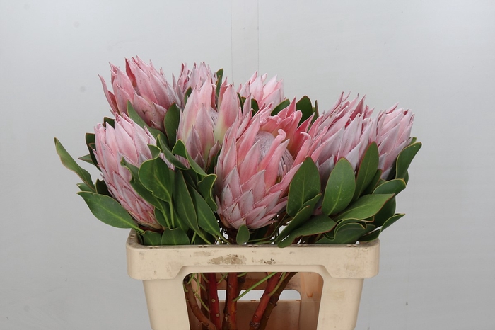 <h4>Protea Cynaroides</h4>