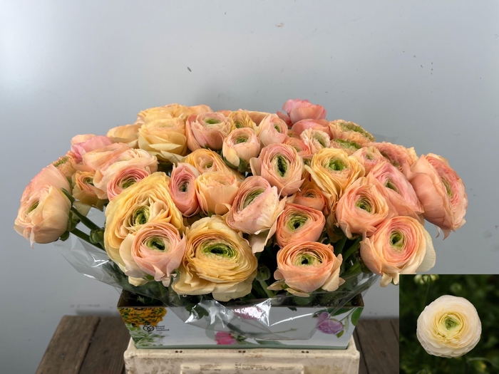 <h4>RAN SU GRAND PASTEL</h4>