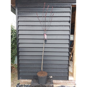 Prunus xcistena 100ST