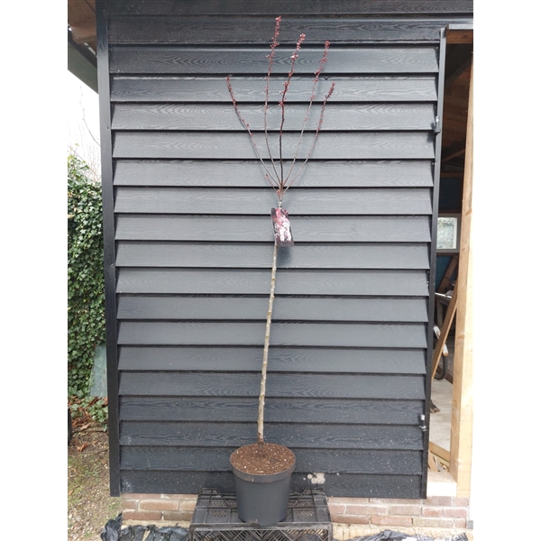 <h4>Prunus xcistena 100ST</h4>