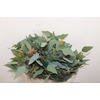 Euca Populus Berry Short 150gr P Bunch