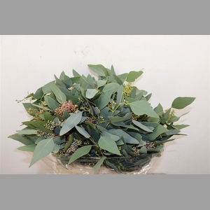 Euca Populus Berry Short 150gr P Bunch