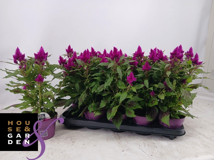 <h4>CEL DEEP PURPLE</h4>