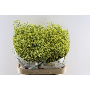 Lim Sin China Summer