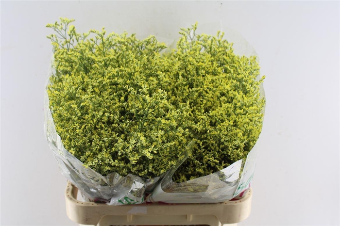 <h4>Lim Sin China Summer</h4>