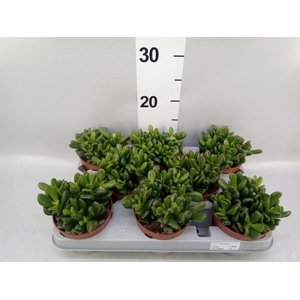 Crassula ovata 'Gandalf'