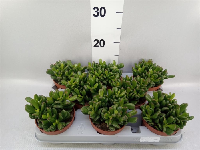 <h4>Crassula ovata 'Gandalf'</h4>