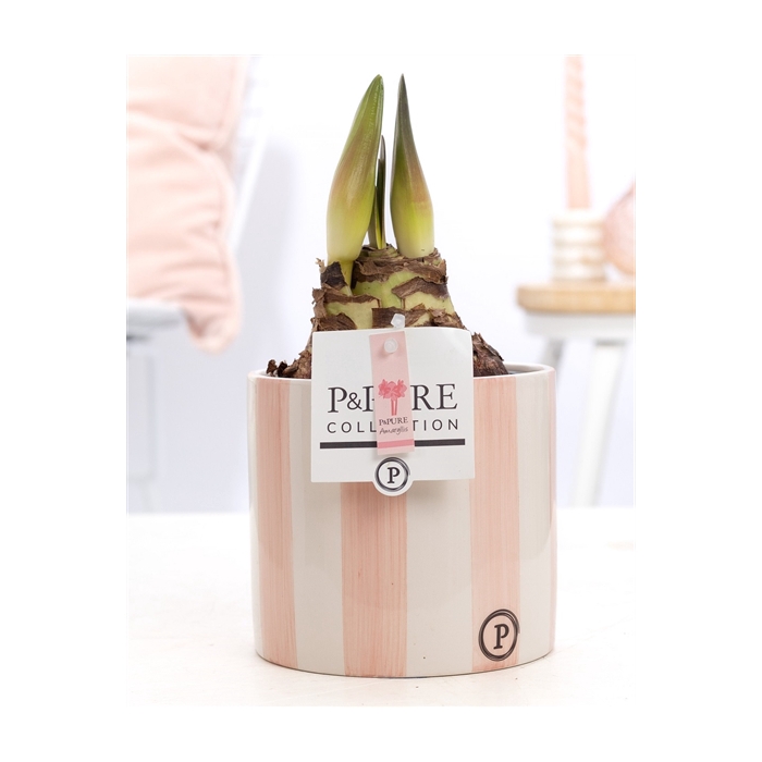 <h4>Hippeastrum pink in P&PURE Eline 2 ceramics pink</h4>