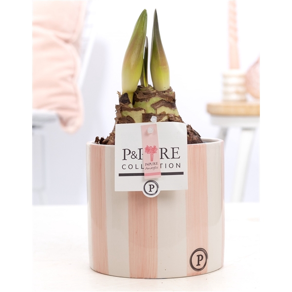 Hippeastrum pink in P&PURE Eline 2 ceramics pink