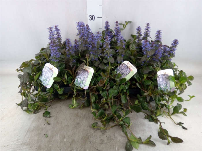 <h4>Ajuga reptans   ...</h4>