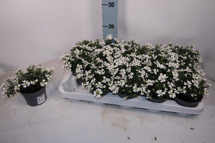 <h4>IBER SEMPERVIRENS</h4>