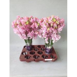 LATHYR PARFUM P PINK