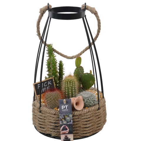 <h4>PTCT3873 Arrangementen Cactus</h4>